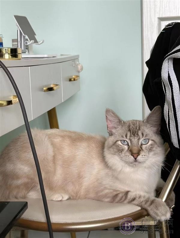 猫毛过敏 出售缅因猫